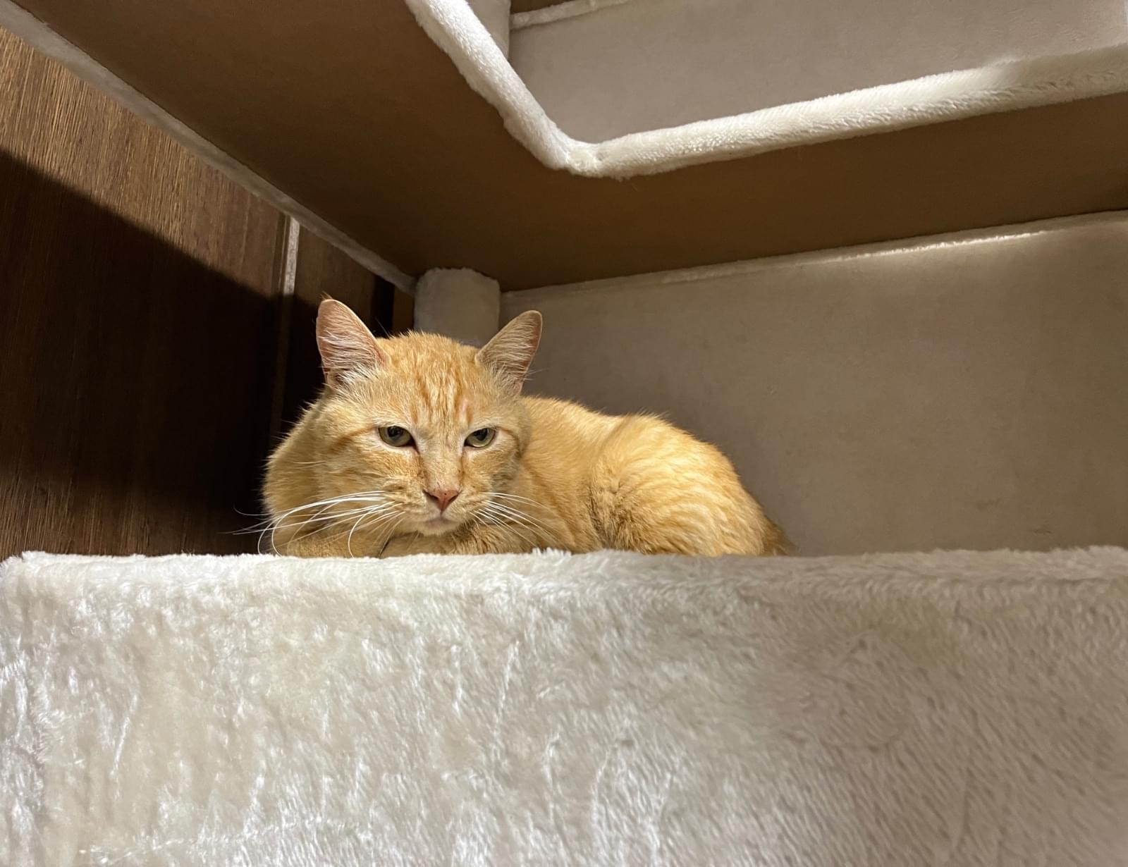 猫を探しています(茶トラ 東京都 葛飾区)