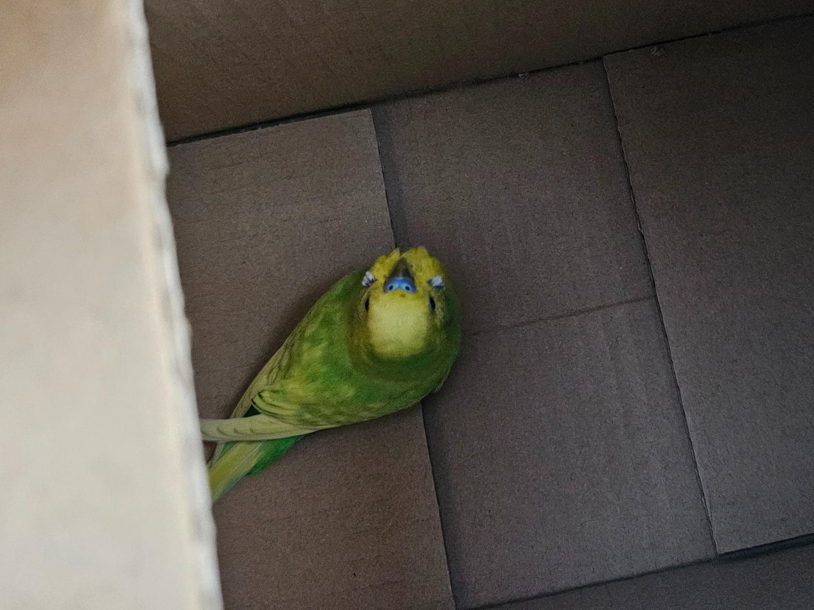保護された鳥 保護された鳥