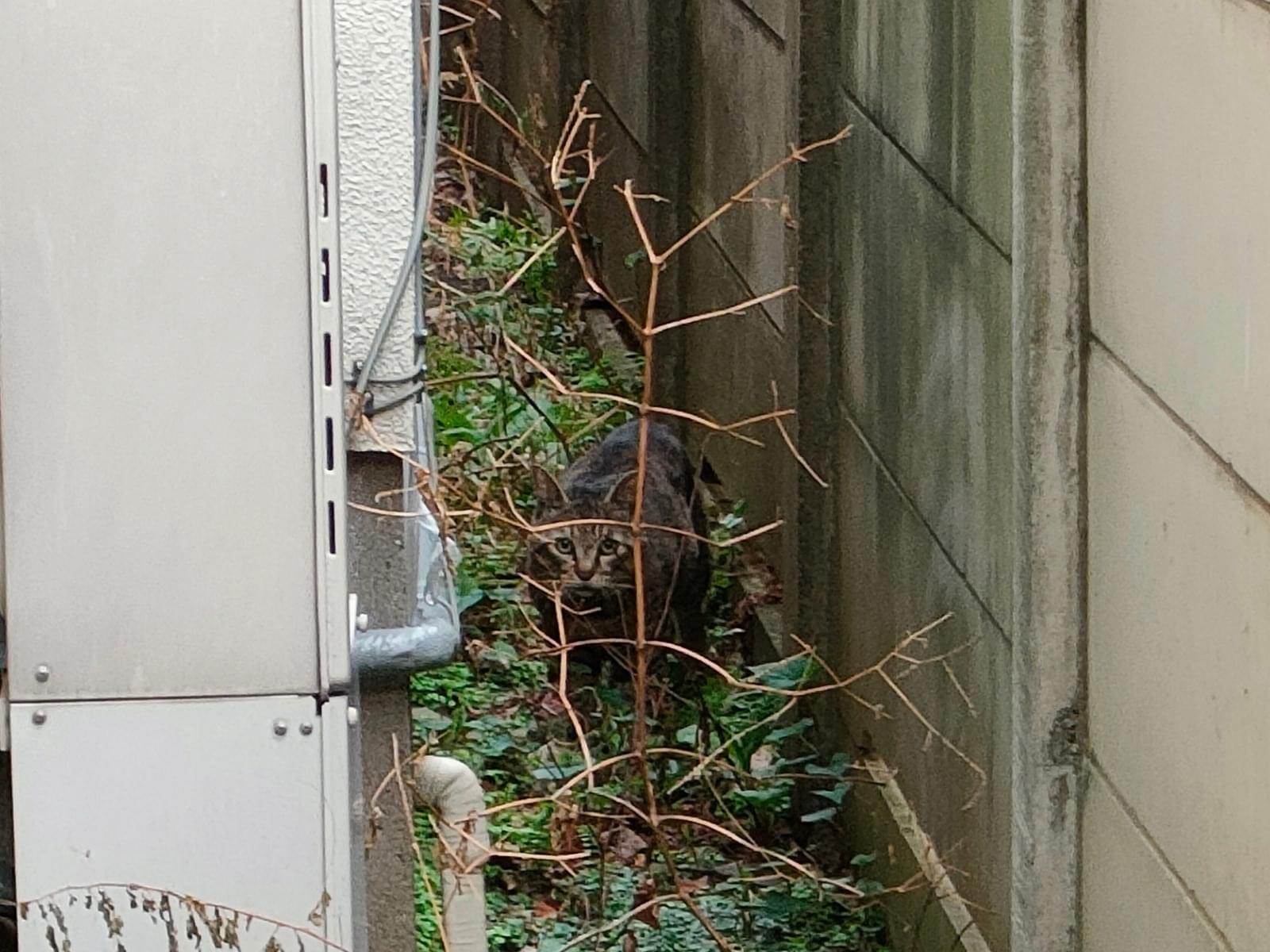 目撃された猫 目撃された猫