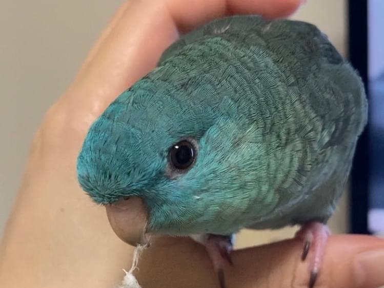 ぺこぱ