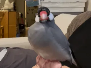 桜文鳥を探しています