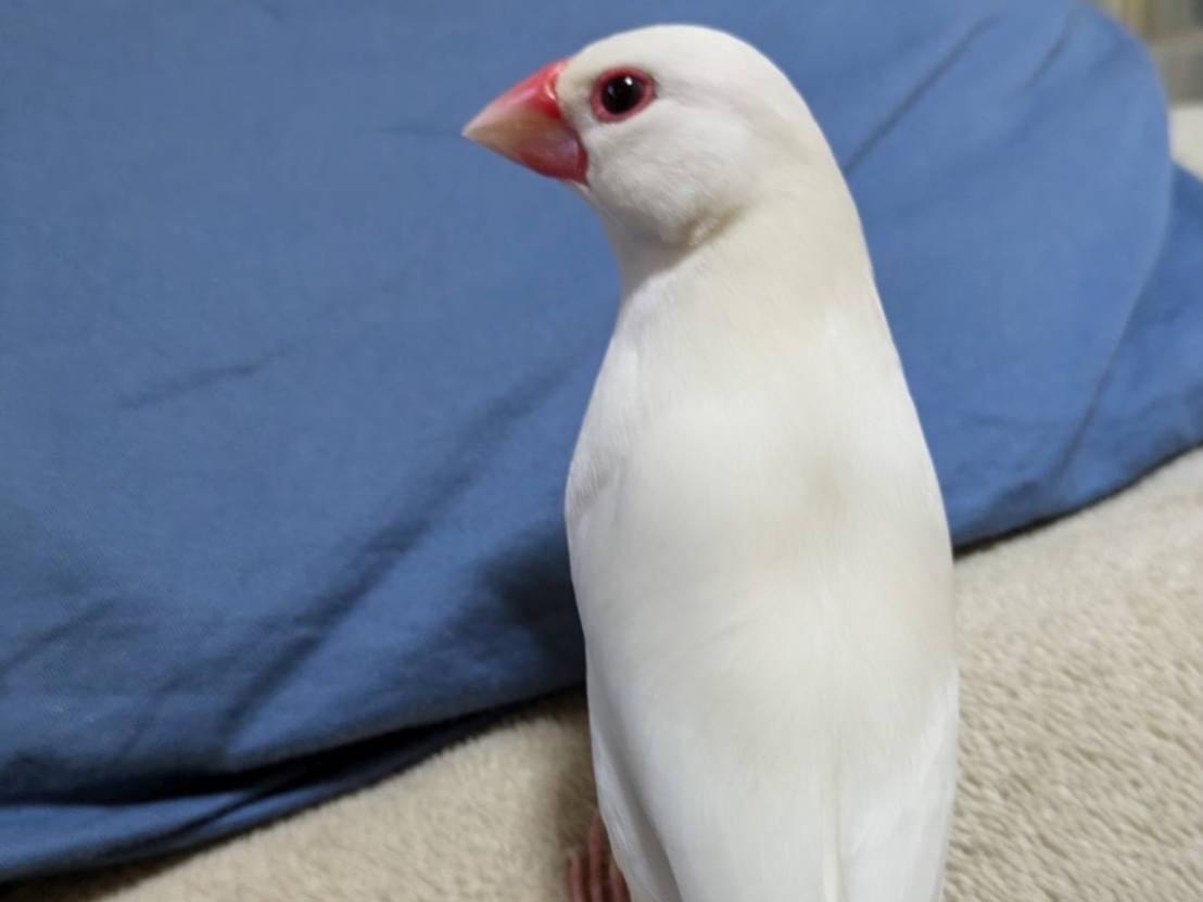 たまごちゃん たまごちゃん