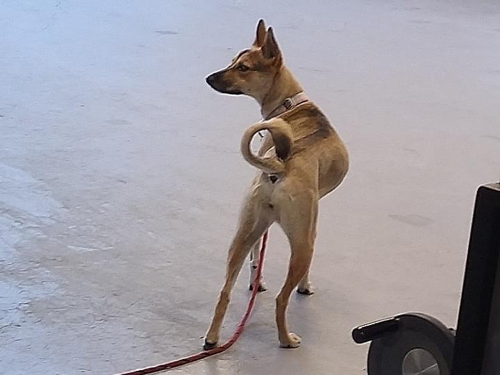保護された犬 保護された犬