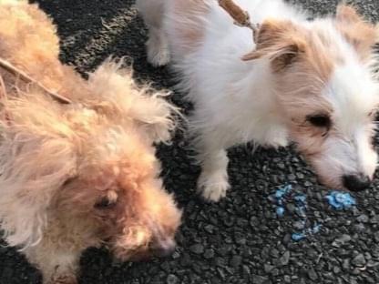 保護された犬 保護された犬