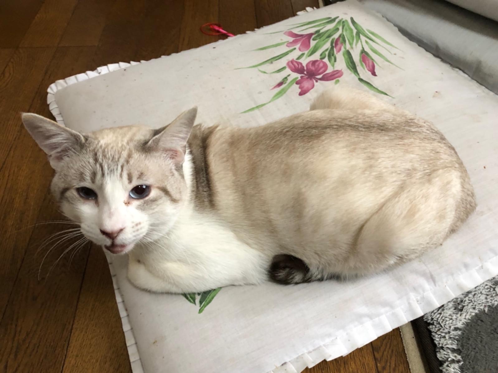フェッちゃん フェッちゃん