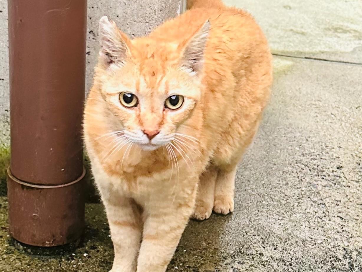 目撃された猫 目撃された猫