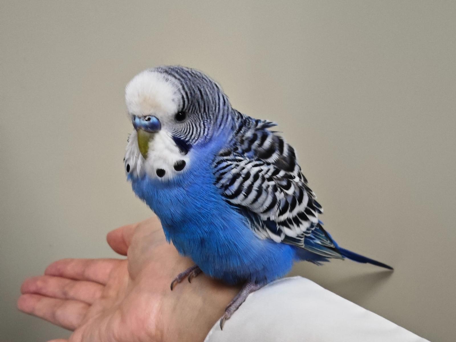 保護された鳥 保護された鳥