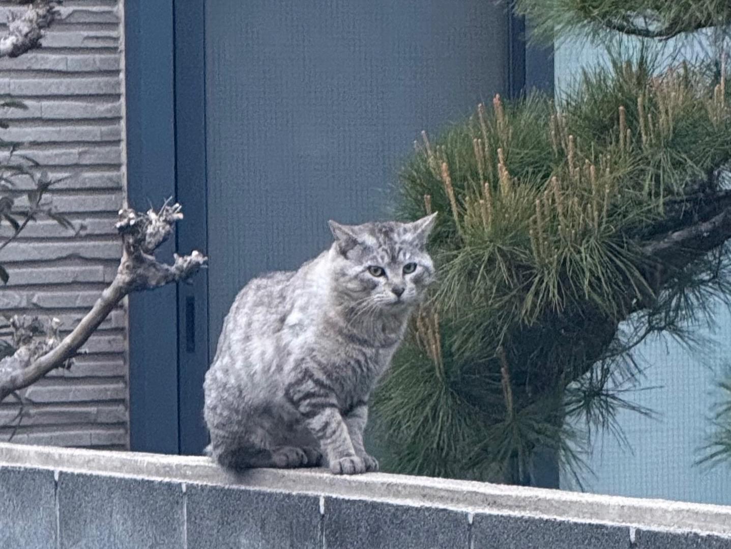 目撃された猫