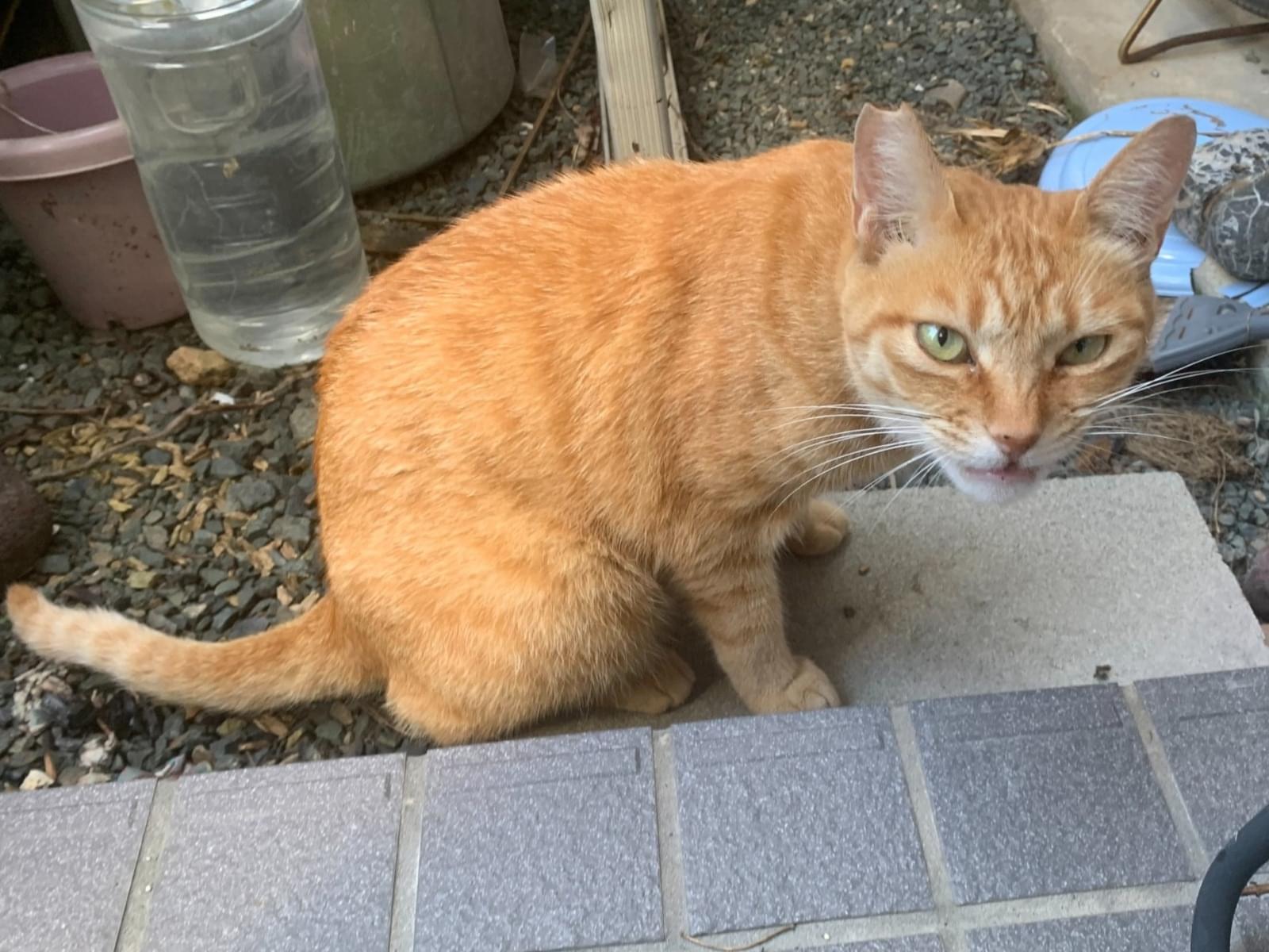 目撃された猫 目撃された猫