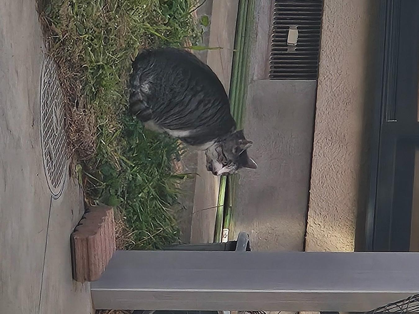 目撃された猫 目撃された猫