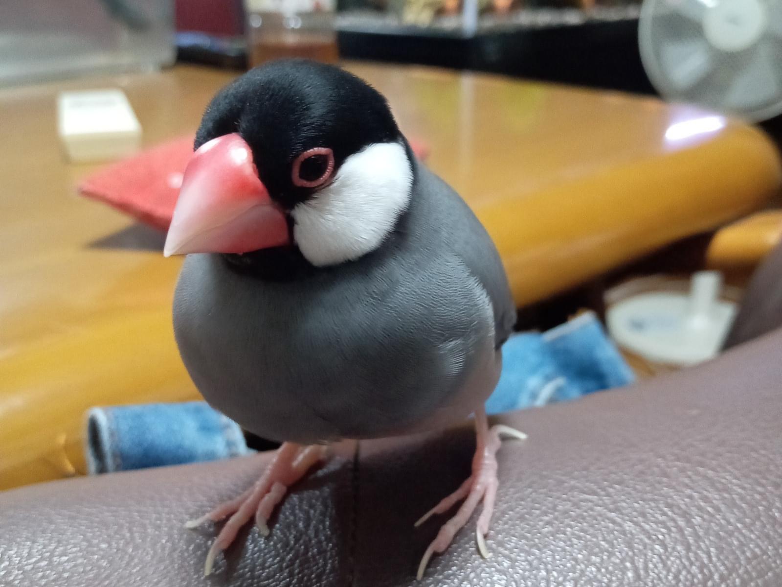 ピーちゃん ピーちゃん