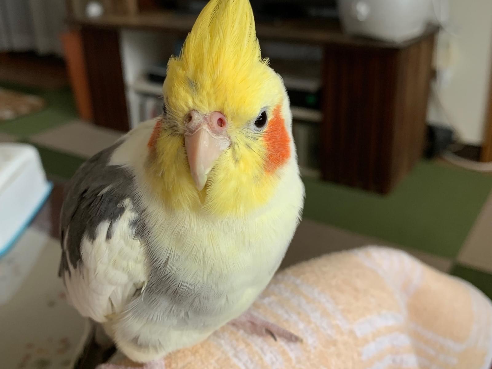 ゆずちゃん ゆずちゃん