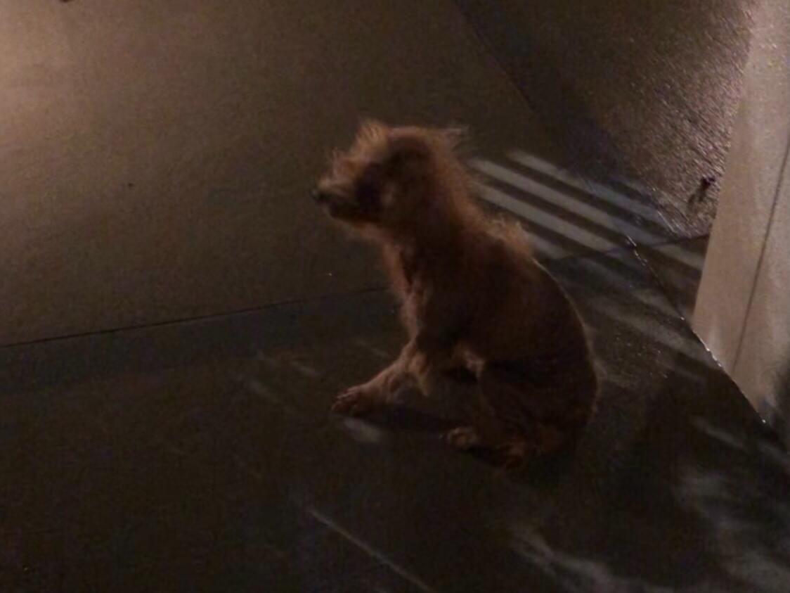 目撃された犬 目撃された犬