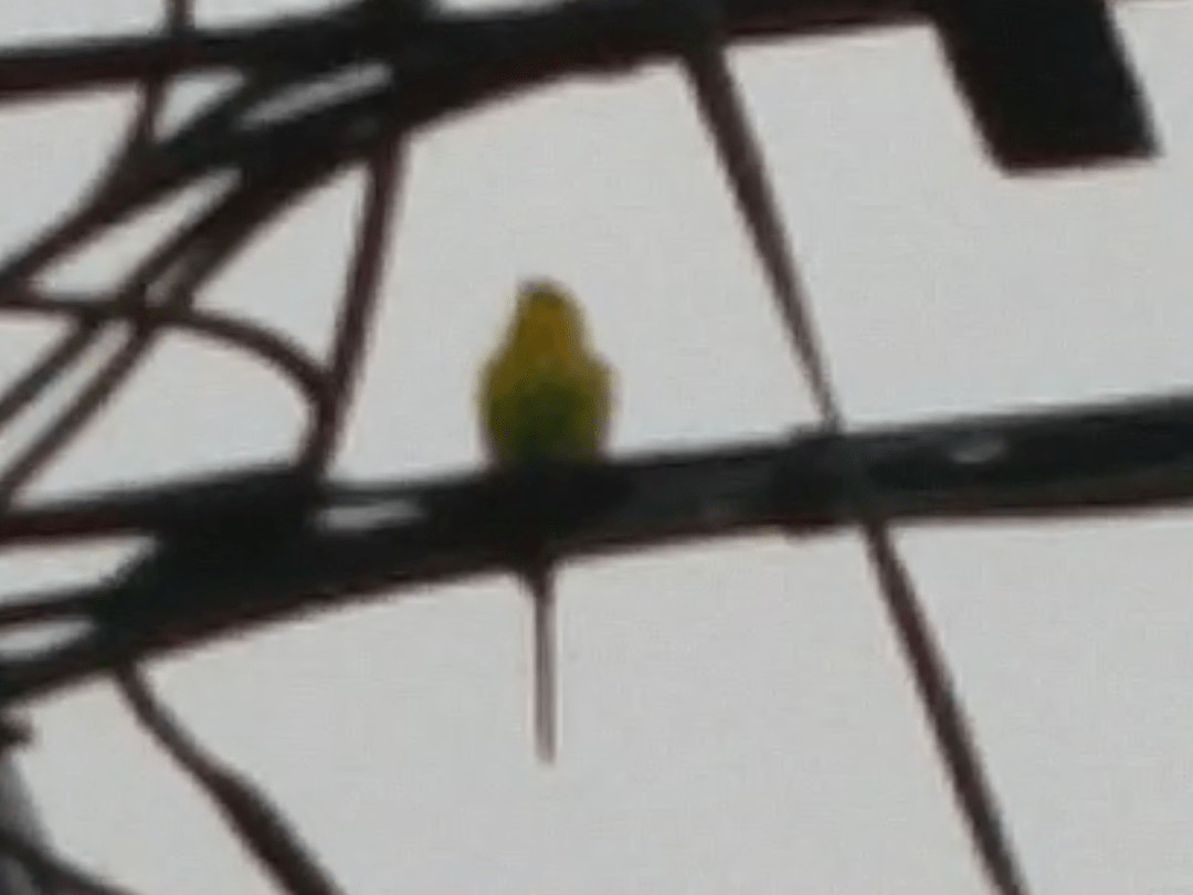 目撃された鳥 目撃された鳥