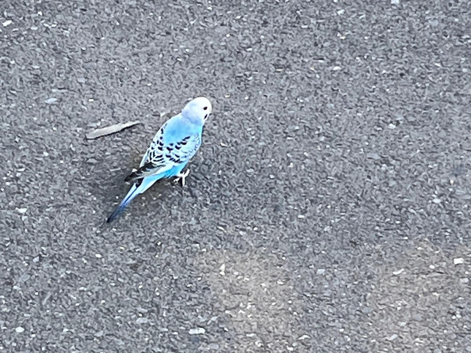 目撃された鳥 目撃された鳥