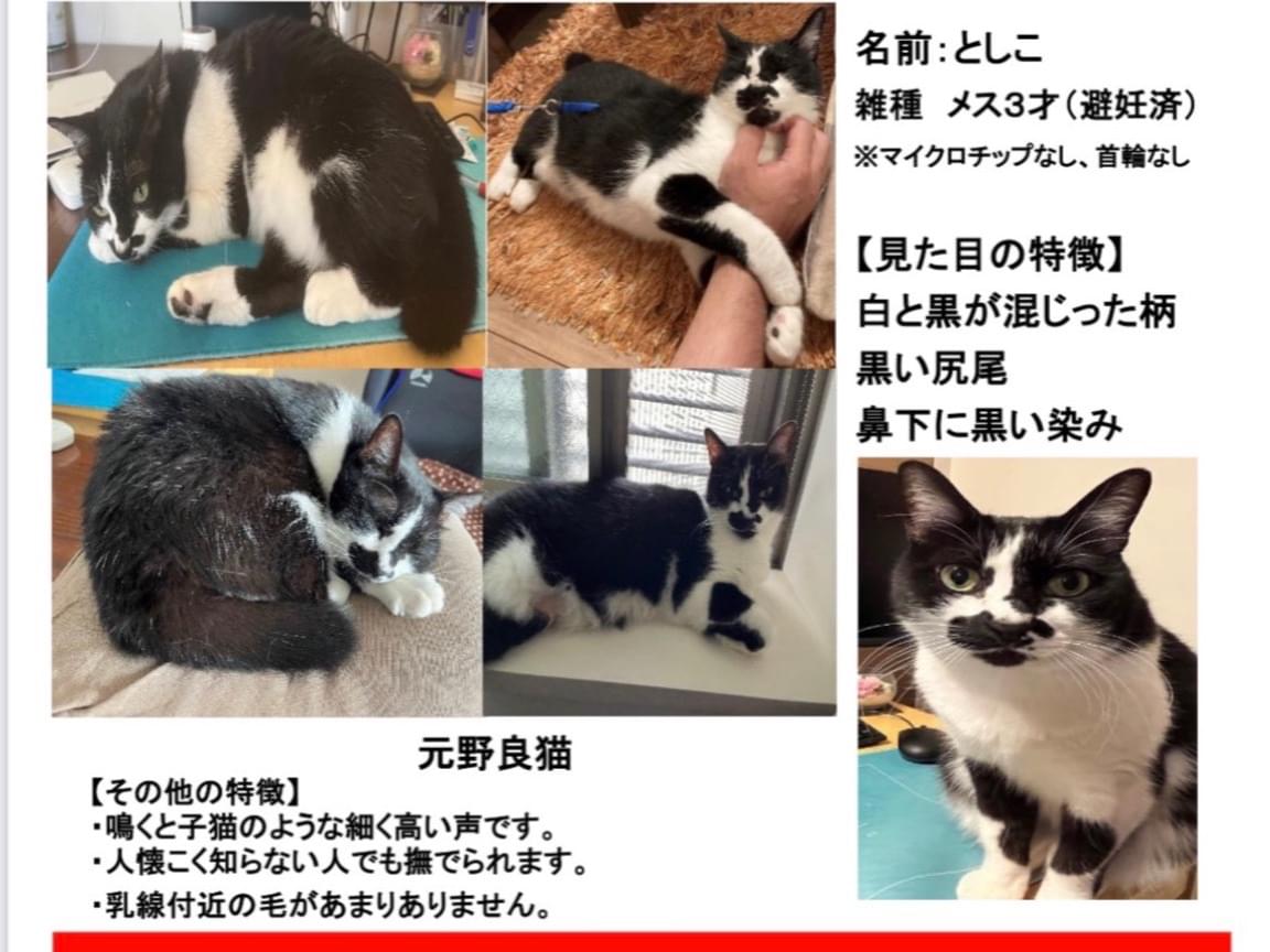 としこちゃん としこちゃん