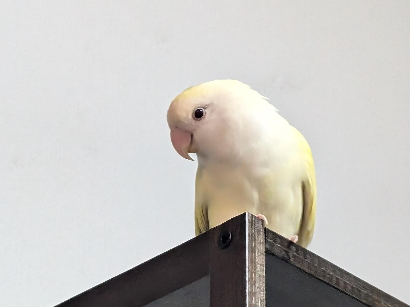 フィフィちゃん フィフィちゃん
