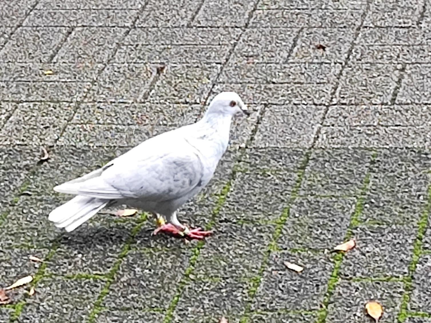 目撃された鳥 目撃された鳥
