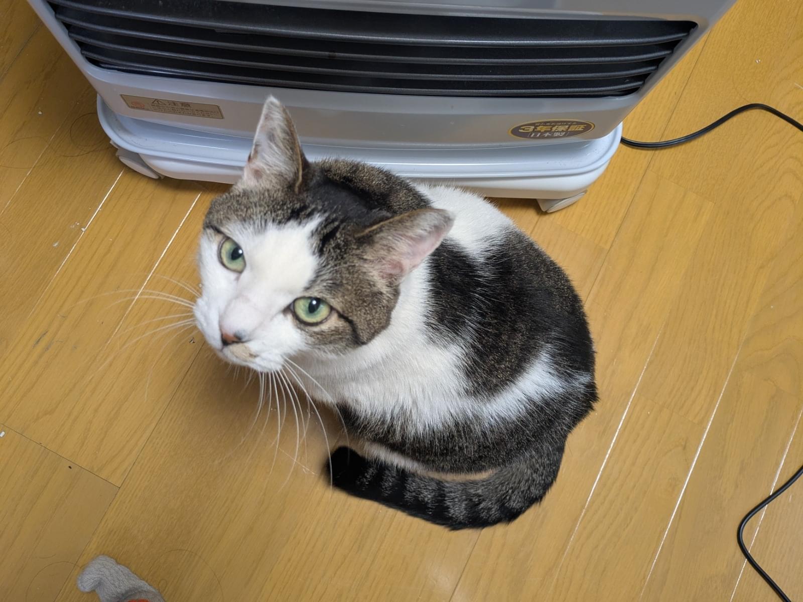 とらじろうちゃん