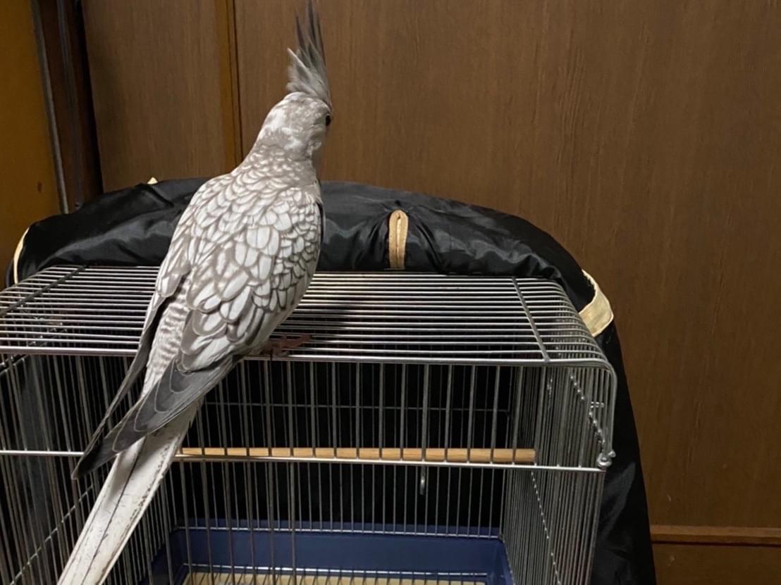 保護された鳥 保護された鳥