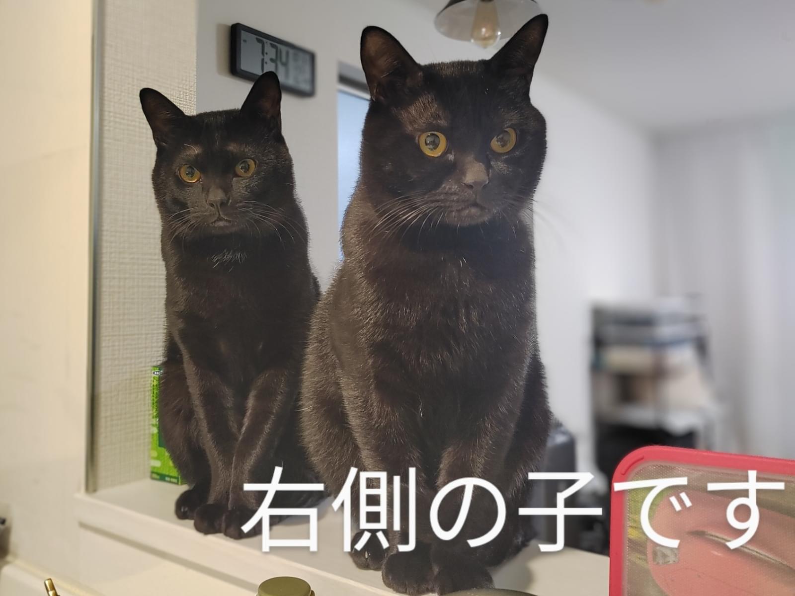 にこちゃん にこちゃん