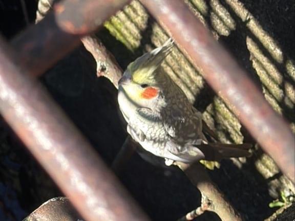 目撃された鳥 目撃された鳥