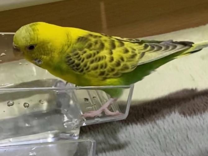 ケンちゃん ケンちゃん