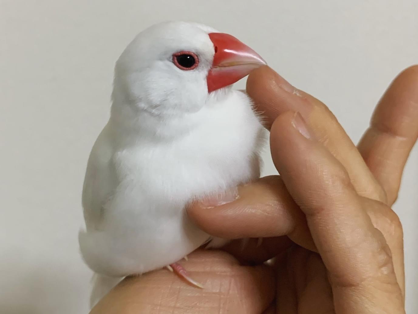 ピーちゃん ピーちゃん