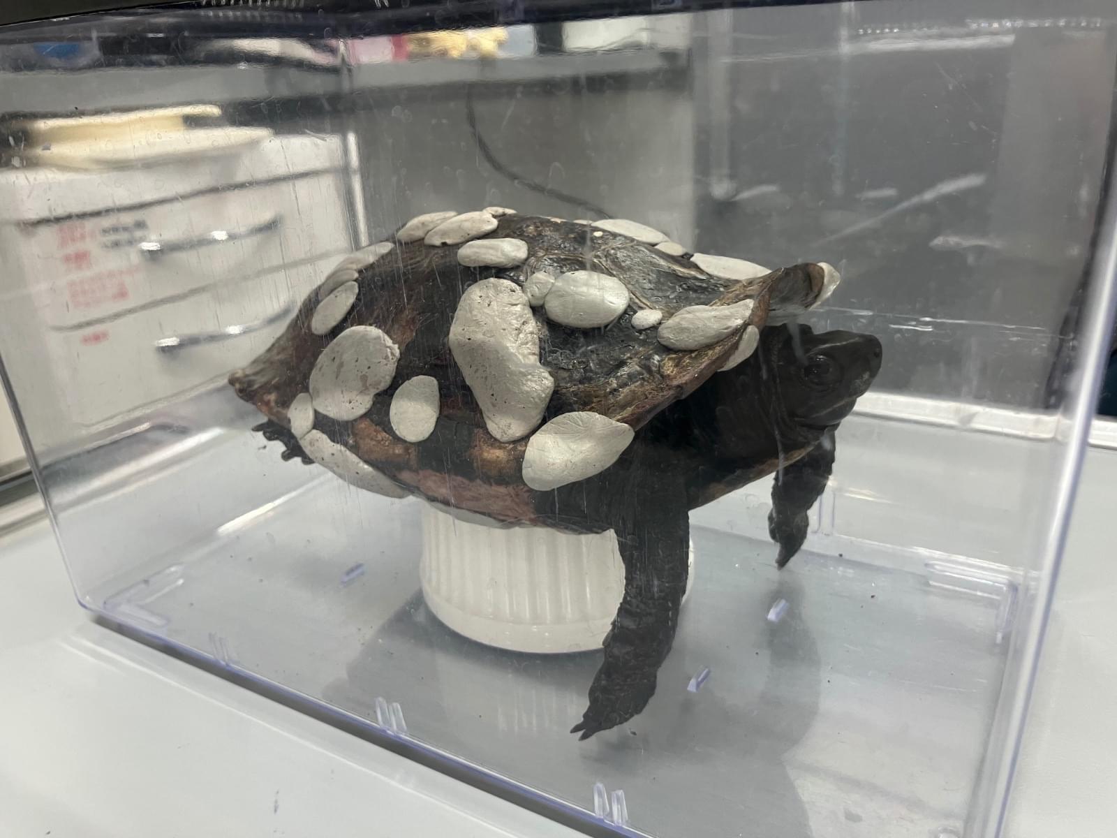 保護されたペット