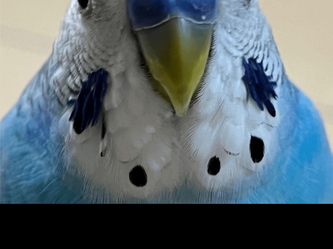 トゥイークちゃん