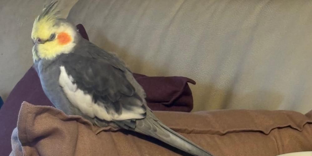 オカメインコ(ノーマル)・名前はサニーです。