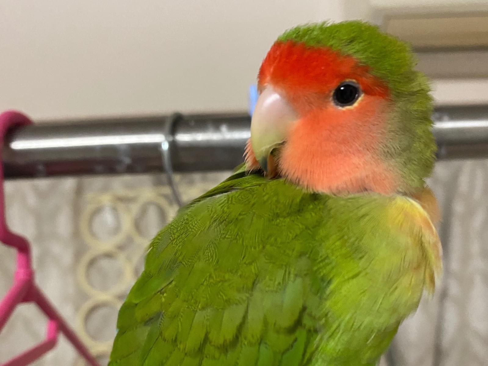 KOOちゃん KOOちゃん