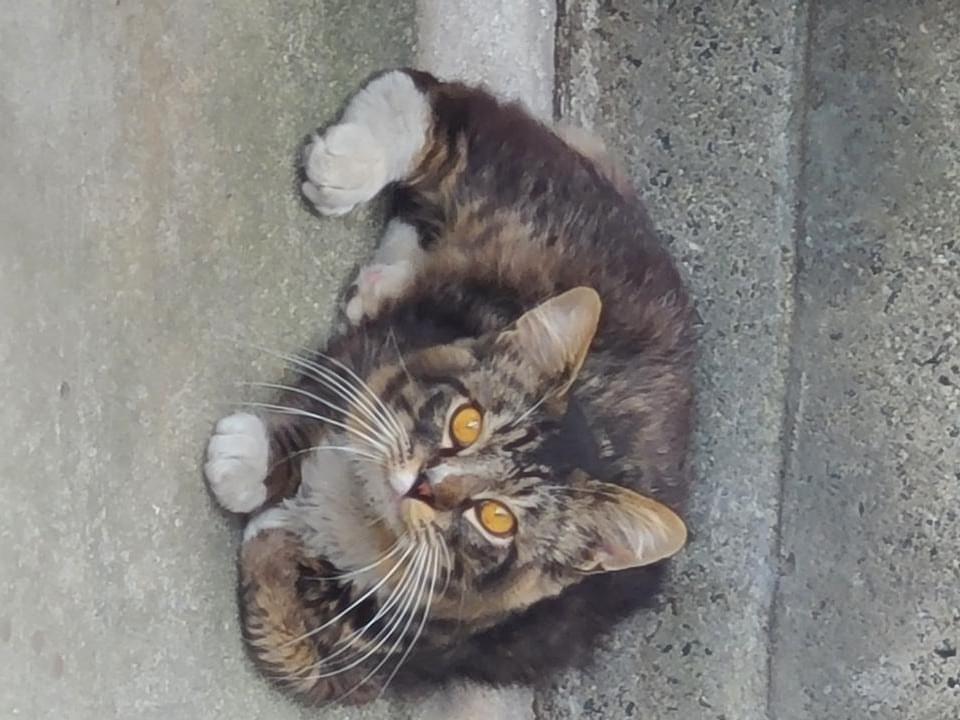 目撃された猫 目撃された猫