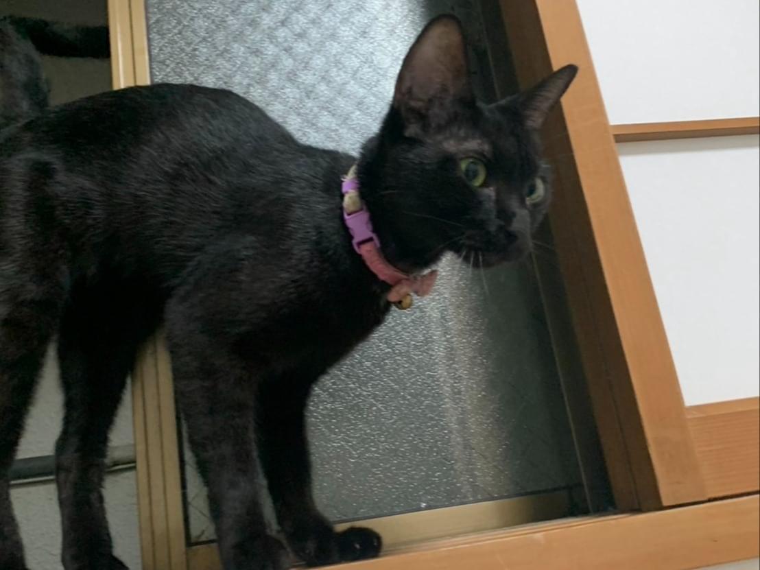 目撃された猫 目撃された猫