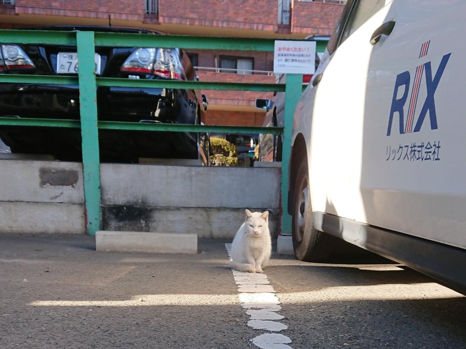 目撃された猫 目撃された猫