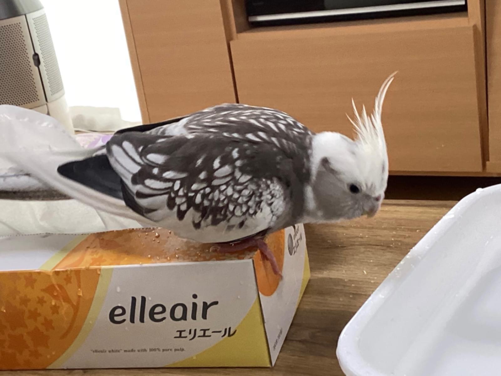 フクちゃん フクちゃん