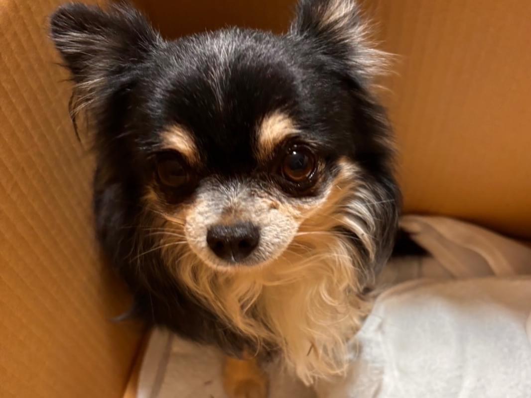 保護された犬 保護された犬