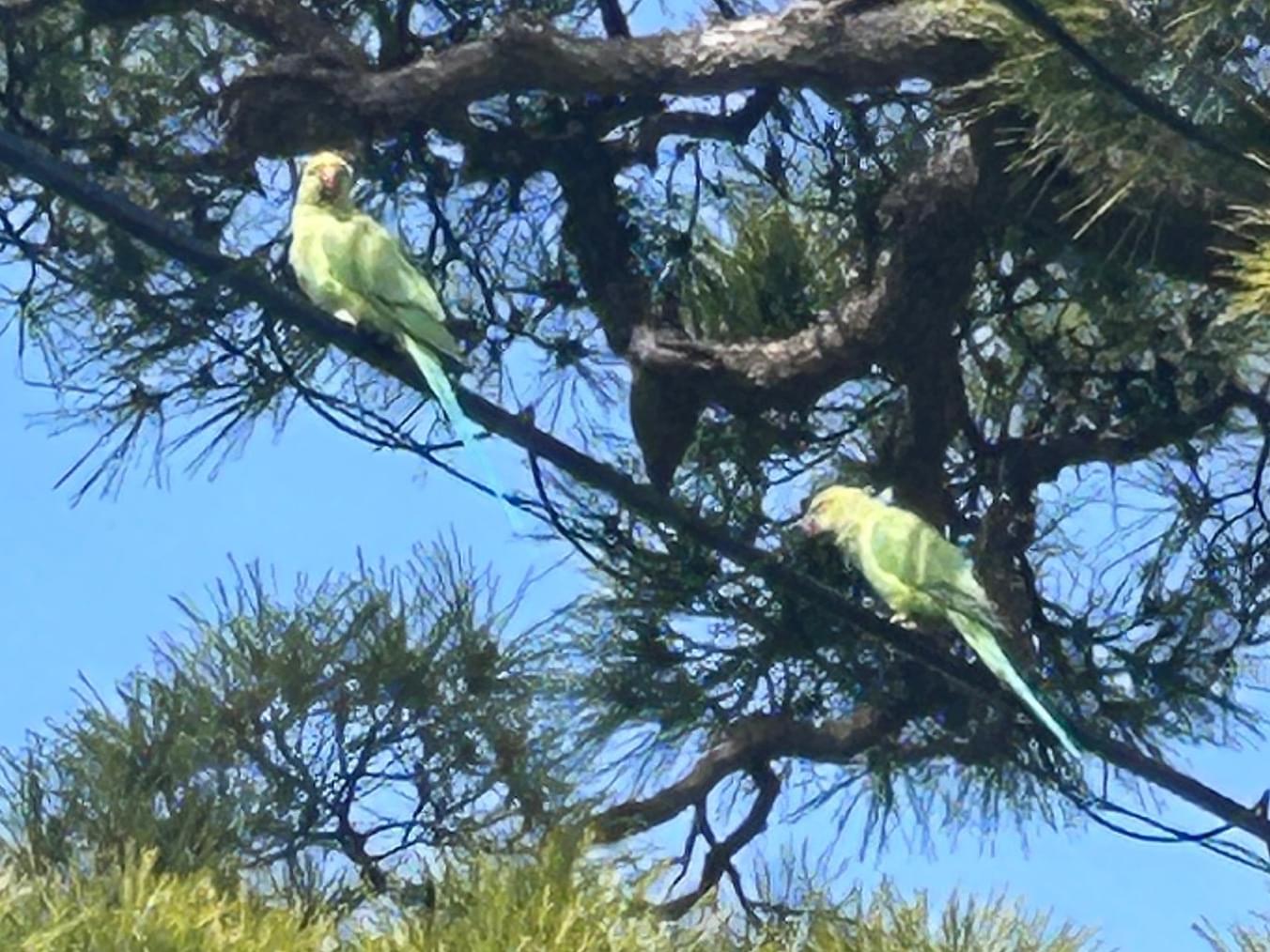 目撃された鳥 目撃された鳥