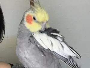 オカメインコをロストしてしまいました(流山市ななちゃん)