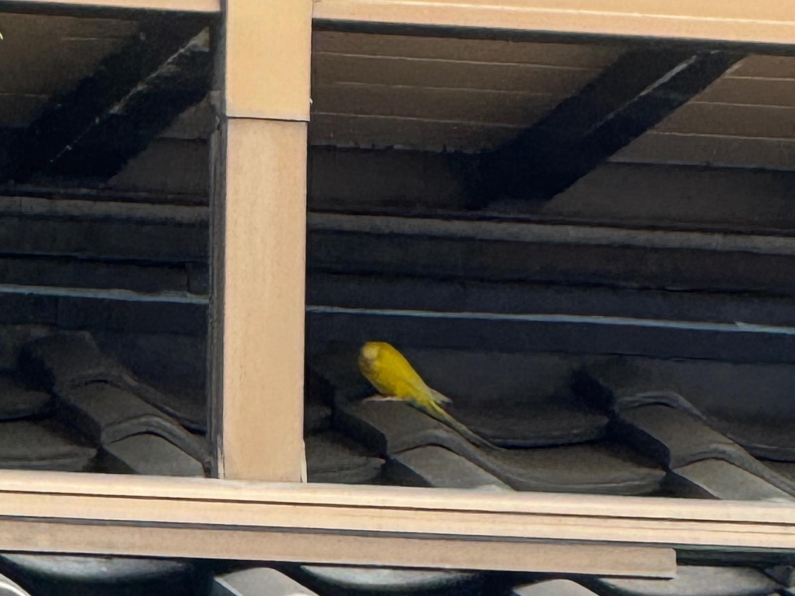 目撃された鳥 目撃された鳥