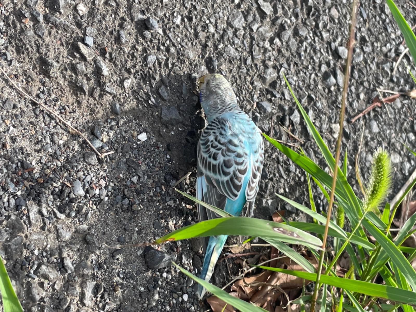保護された鳥 保護された鳥