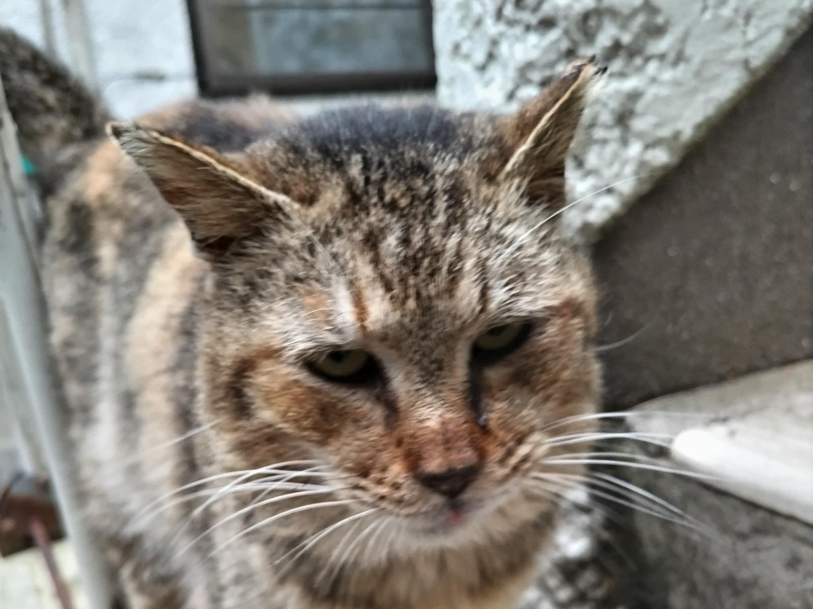 保護された猫