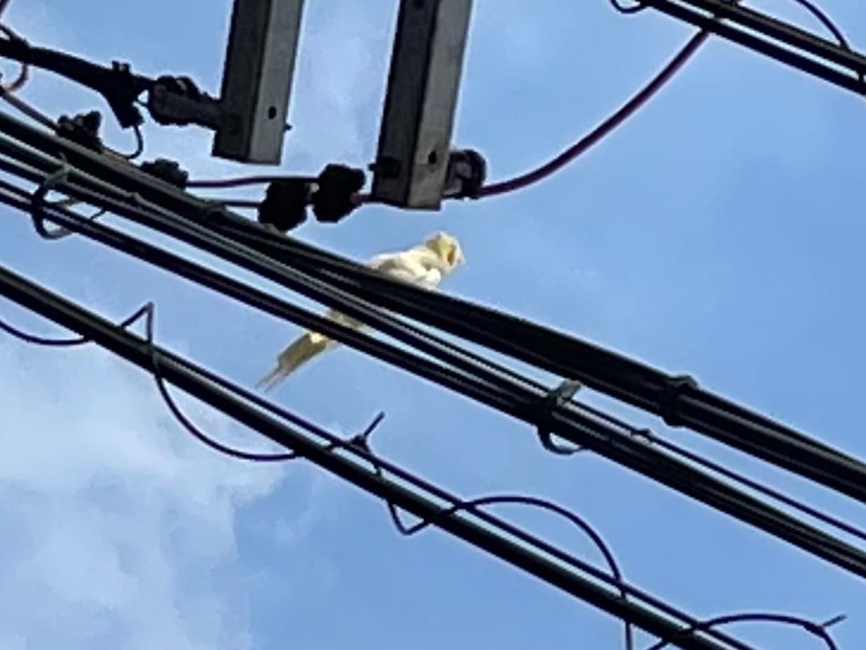目撃された鳥 目撃された鳥