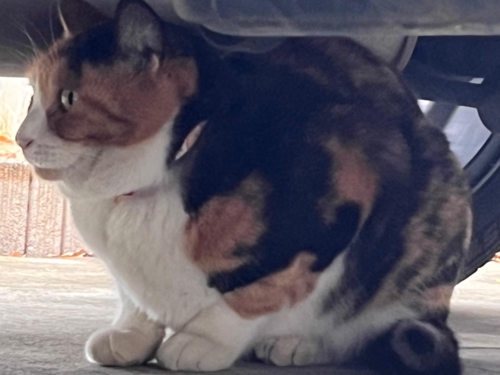 目撃された猫 目撃された猫