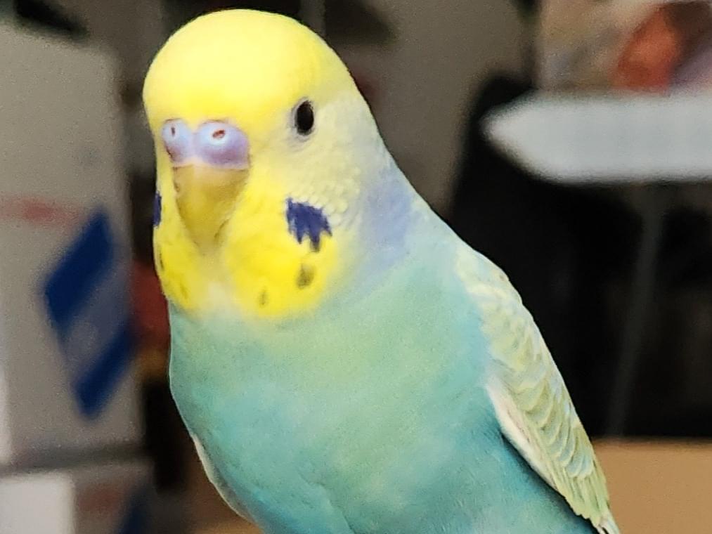 えびまるちゃん えびまるちゃん