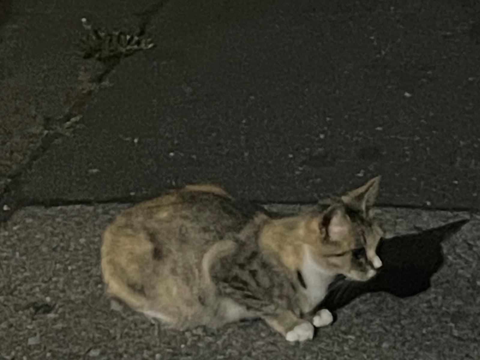 目撃された猫 目撃された猫