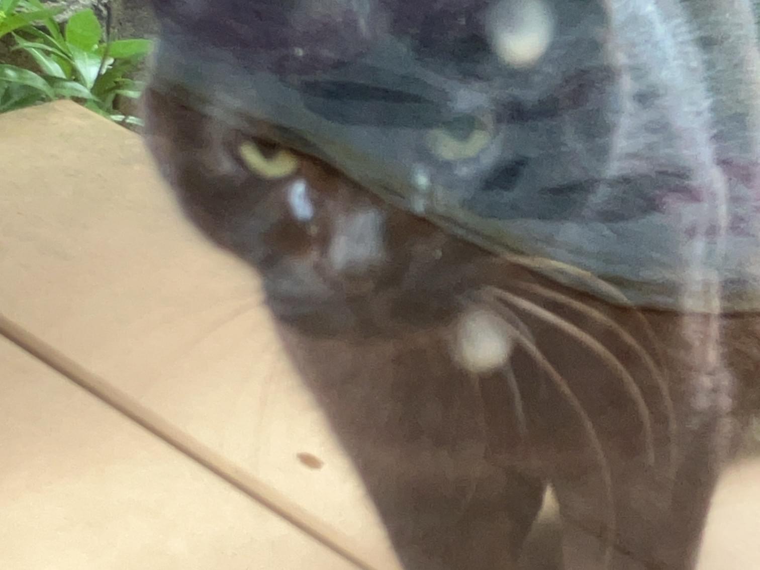 目撃された猫