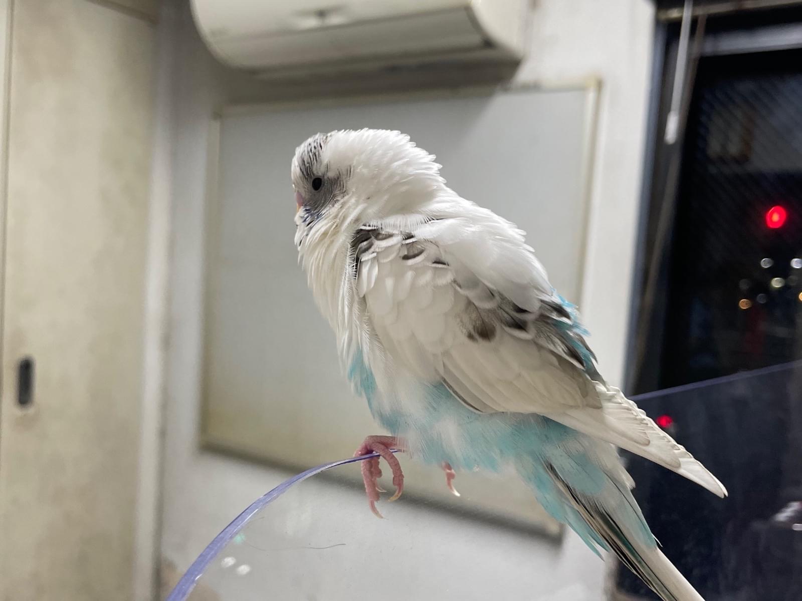保護された鳥 保護された鳥
