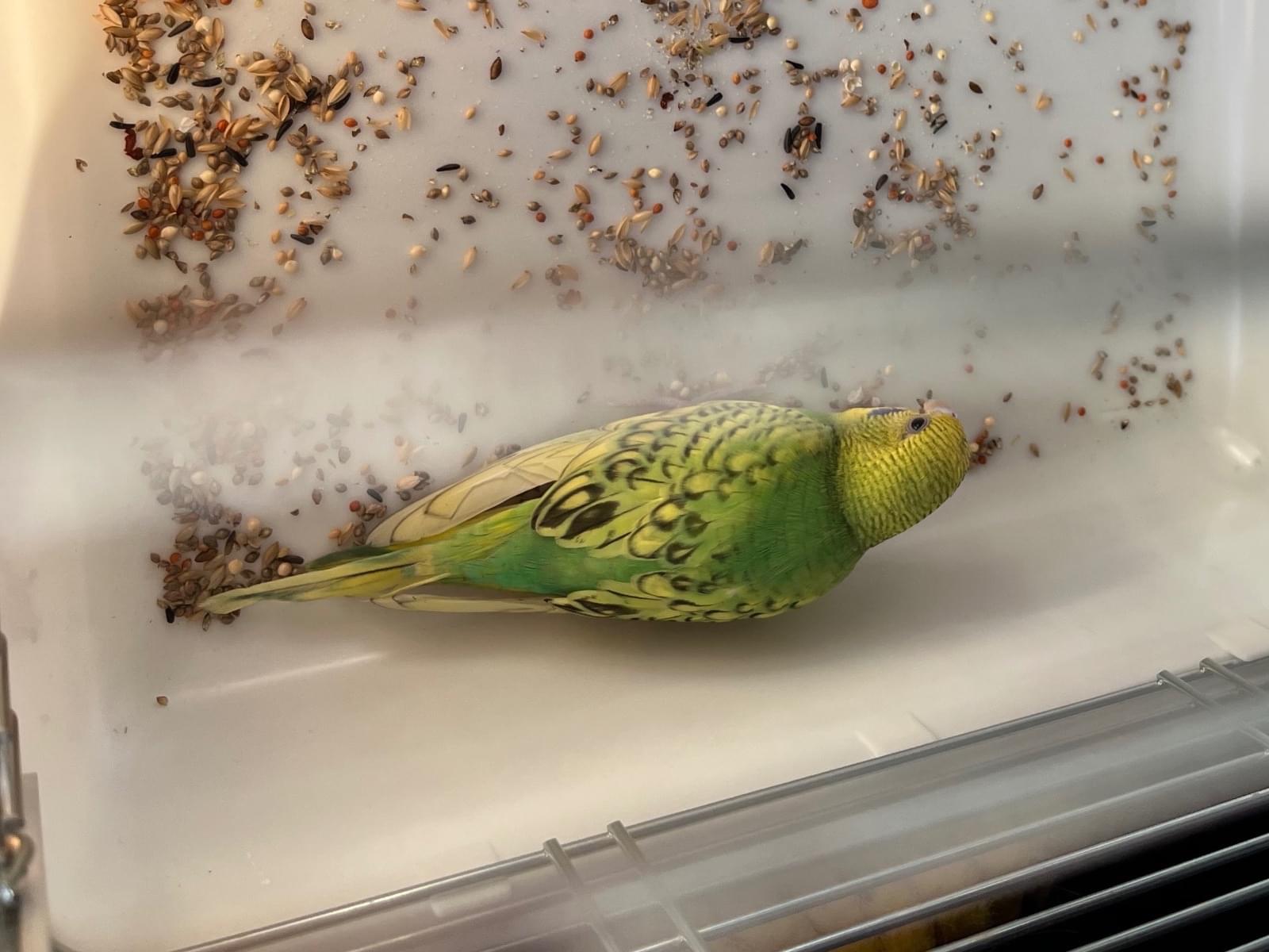 保護された鳥 保護された鳥