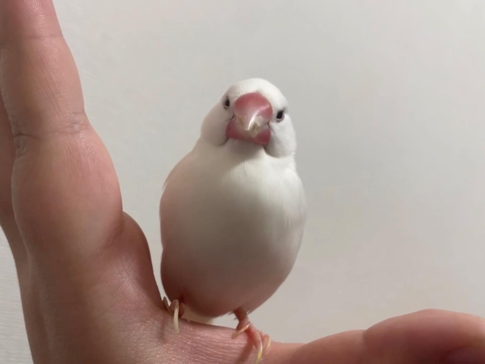 センちゃん センちゃん